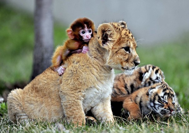 Детёныш обезьяны, львёнок и тигрята играют в зоопарке Guaipo Manchurian Tiger Park в Шэньяне, Китай.