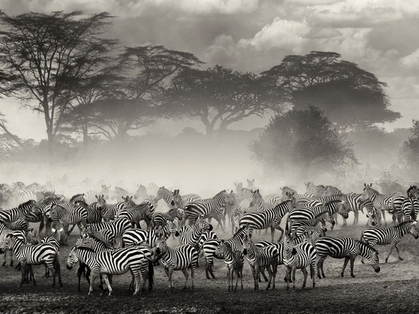 Зебры в Серенгети, Танзания.