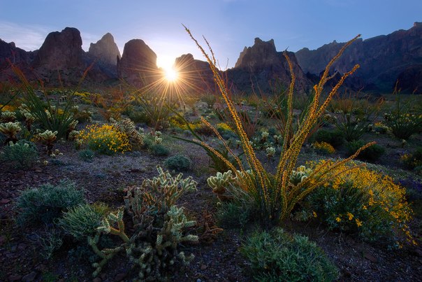 Рассвет в пустыне штата Аризона, США.