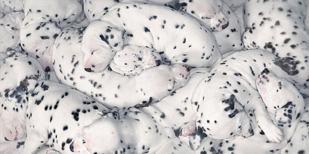 А вы знаете, что щенки далматина рождаются без пятен - пятна появляются по мере взросления собаки. Еще больше интересных и уникальных фактов о собаках в нашей группе: https://vk.com/pesik_nosik
