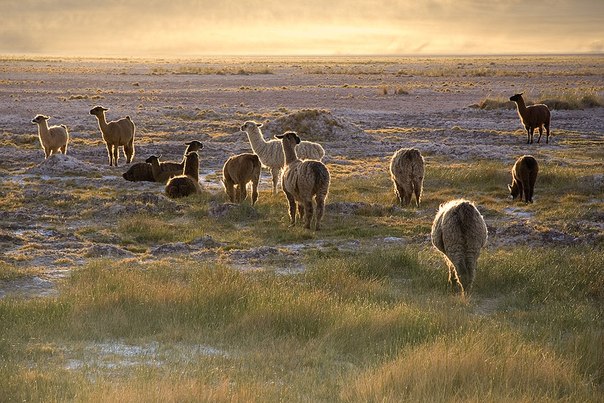 Ламы на закате в пустыне Атакама, Чили.