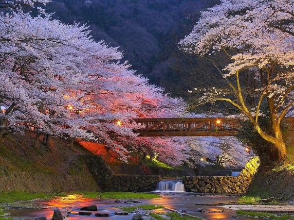 Цветение сакуры, Киото, Япония.