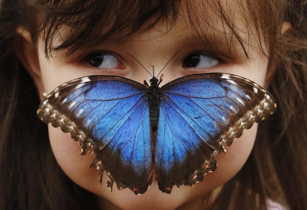 Бабочка морфо менелай (лат. Morpho menelaus) на лице 3-летней Стеллы Феррузолы, которая пришла на выставку «Потрясающие бабочки» в лондонский Музей естествознания