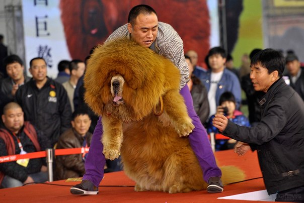 Мужчина выступает на сцене со своим тибетским мастифом во время конкурса среди собак в г. Шэньян, Китай.