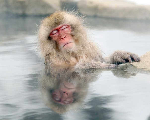 Японский макак греется в горячем источнике в парке обезьян «Jigokudani» в префектуре Нагано, Япония.