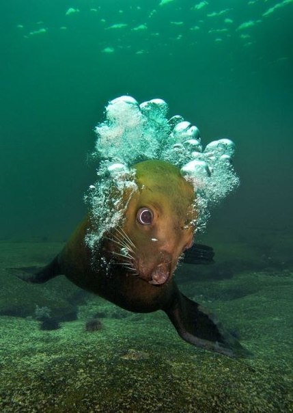 На что уставился? – Морской лев и его отражение.