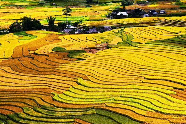 Рисовые поля во Вьетнаме.