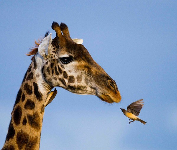 Жираф и птица