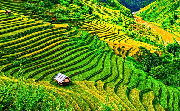 Рисовые террасы, Вьетнам.