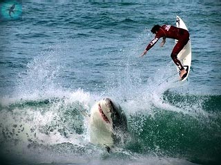 Дельфин спас серфенгиста от акулы. 