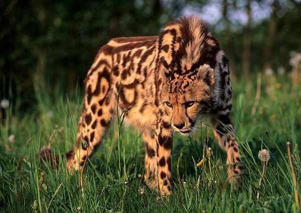 Королевский гепард под угрозой исчезновения.