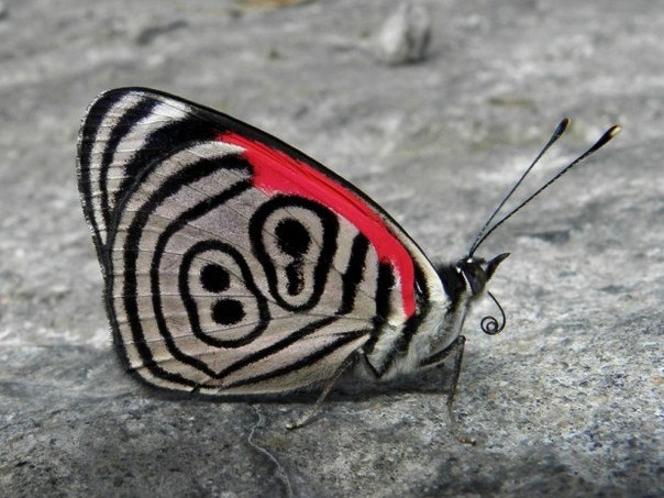 Удивительная бабочка с цифрой 89