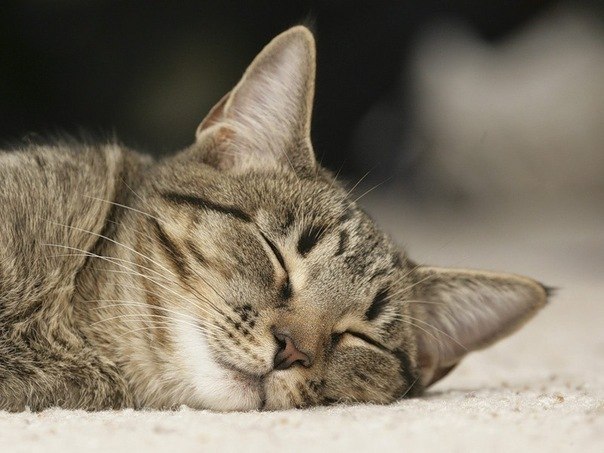 Кошка спит 70% своей жизни.