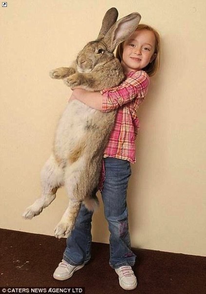 Самый большой кролик в мире имеет рост 1 м 20 см.