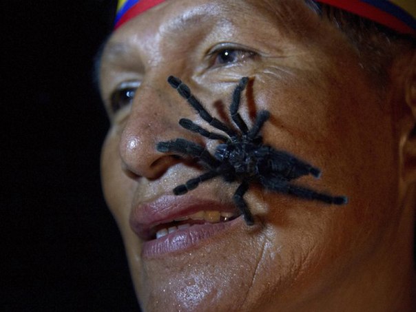 Габриель Гуало из племени кечуа в Эквадоре установил мировой рекорд, посадив на свое тело 250 тарантулов, которые находились на нем 60 секунд.