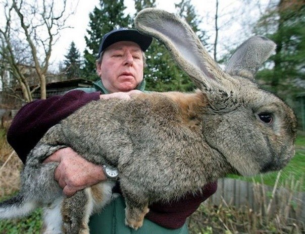 Вот такого огромного кролика смог вырастить американский фермер.