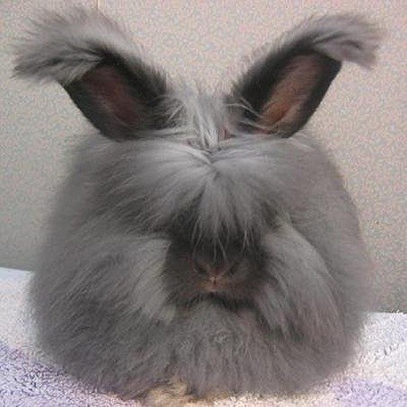Ангорские кролики - имеют самую длинную шерсть из всех других пород.