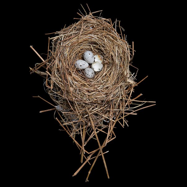 Американская женщина фотограф Шэрон Билс (Sharon Beals) уже долгое время сотрудничает с различными научно-исследовательскими центрами и музеями природы. Одним из самых масштабных ее проектов является «Bird Nest».