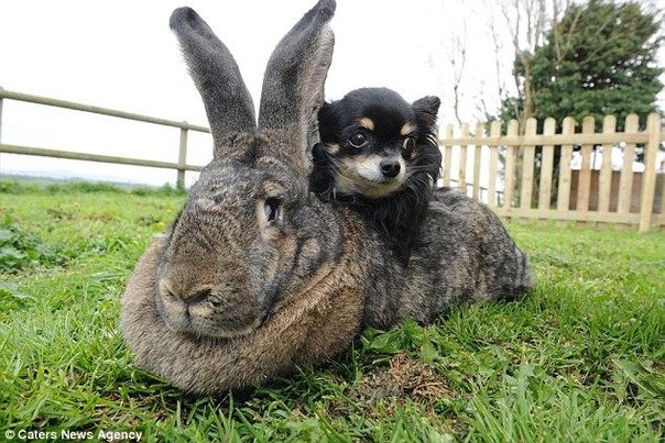 Самый большой кролик в мире имеет 1 м 20 см роста. Его называют Дарий Континентальный Гигант