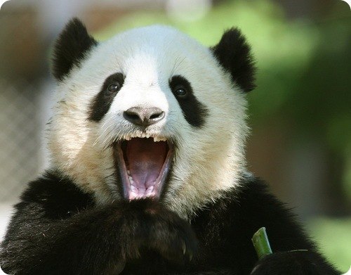панды - самые привлекательные из редких животных. По крайне мере так считают составители Книги рекордов Гиннеса. Панде тем временем до этого нет никакого дела, она молчит и упорно ест бамбук. Большие панды или, как их часто называют, бамбуковые медведи являются самыми редкими представителями медвежьего семейства. Кстати, латинское название панд означает "черно-белый, с кошачьими лапами". Эти животные достигают в длину 1,5 метра от носа до кончика хвоста и весят от 100 до 150 килограмм.