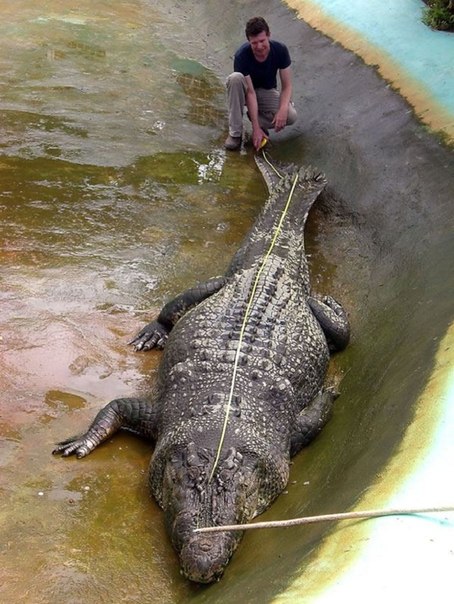 На Филиппинах умер самый крупный в мире крокодил