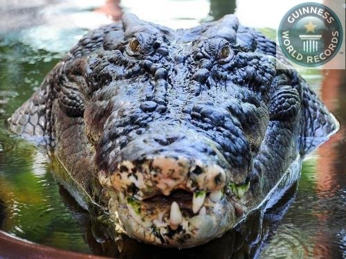 Самый большой крокодил, проживающий в неволе Длина Кассиуса Клэйя, австралийского морского крокодила, составляет 5,47 м, а вес – 907 кг.