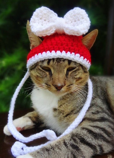 Милые шапочки для кота