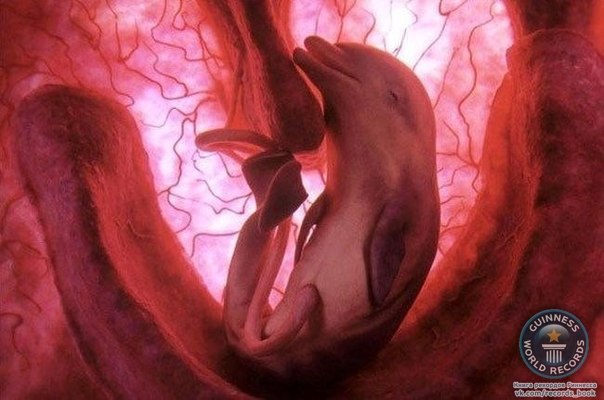 Эмбриональный снимок детеныша дельфина