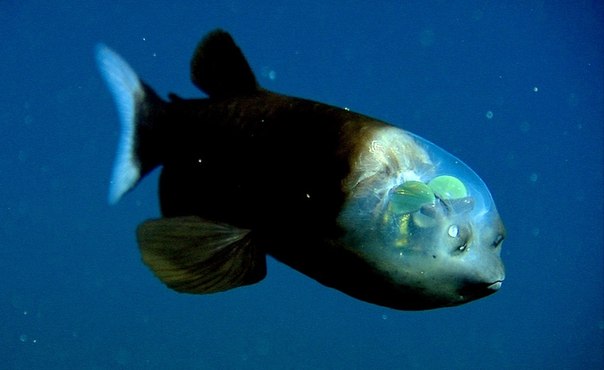 Топ-10 самых причудливых рыб мирового океана