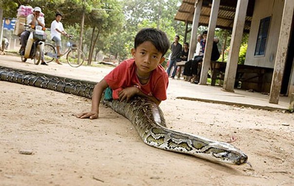 В Камбодже уже несколько лет, как одна семья, живет мальчик и огромный питон.