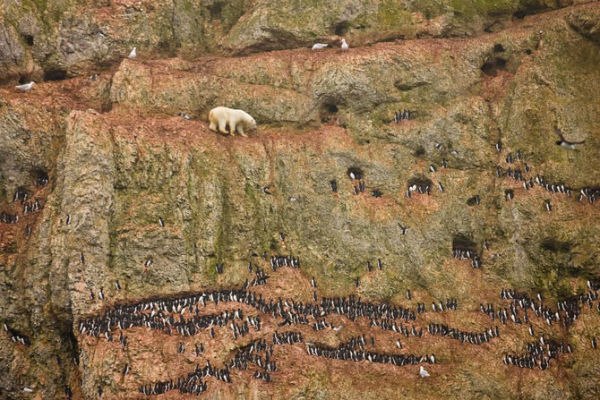 Белый медведь взбирается по скале, стоящей в Северном Ледовитом океане на архипелаге Новая Земля.