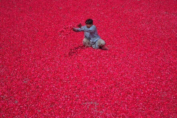 Лепестки роз, предназначенные для изготовления ароматических палочек, сушатся на солнце в пакистанском Лахоре.