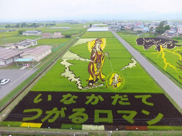 Огромные живые картины «растут» на рисовых полях в Японии
