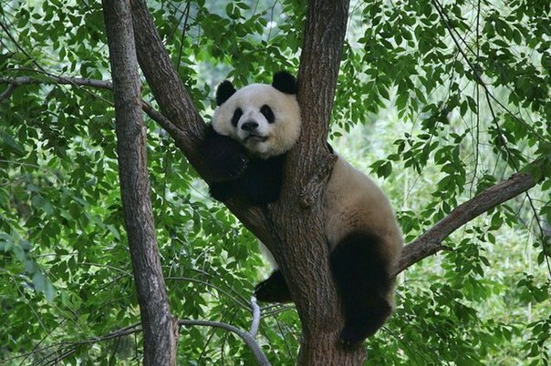 Гигантские панды в Пекинском зоопарке 