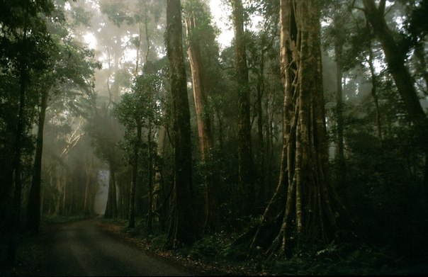 Дорога в дождевых лесах, Штат Квинсленд, Австралия