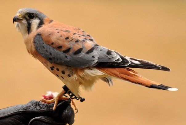 Топ-10 самых красивых птиц планеты: