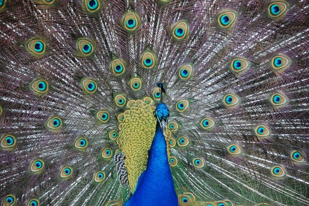 Топ-10 самых красивых птиц планеты:
