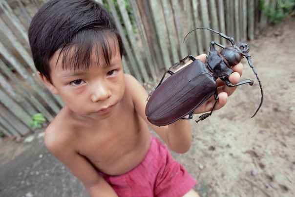 Самый длинный в мире жук – дровосек-титан. Этот вид может достигать до 16,7 см в длину (не считая длину усиков и мандибул)!