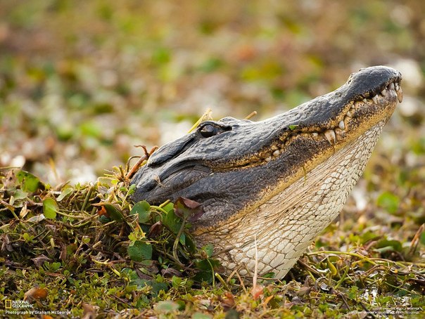 Крокодил высовывает голову из заросшего болота.
