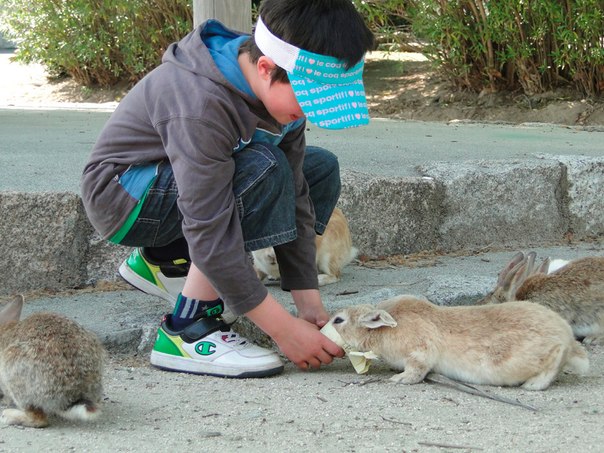 Остров Окуносима – японский рай для кроликов