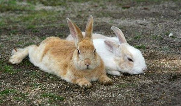 Остров Окуносима – японский рай для кроликов