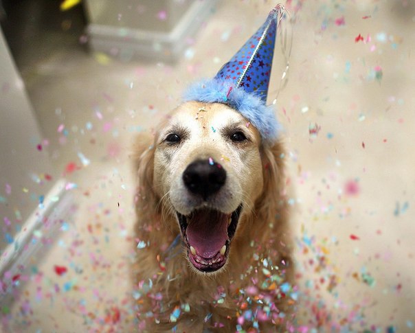 Знакомьтесь, Чэмп — самая счастливая собака в мире. 20-летняя Кэндис Седигхан ведет блог, главным героем которого является ее питомец — 10-летний золотистый ретривер по кличке Чэмп. Ежегодные отчеты, старт которым был дан еще в 2010 году, показывают не только фотогеничность собаки, но и являются прямым доказательством того, что Чэмп — самая счастливая собака в мире!