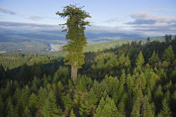 10 высочайших деревьев планеты.