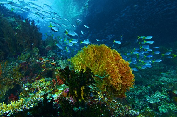 Морская жизнь в водах Раджа Ампат в восточной индонезийской Папуа, расположенной между Тихим и Индийским океанами. Эти места называют последним раем на Земле.