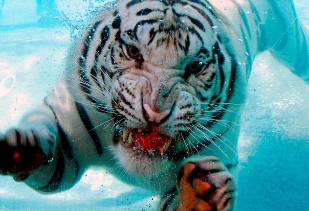 Эту фотографию автор сделал в аквапарке Six Flags Marine World в Калифорнии. Дрессировщики бросали мясо в небольшой бассейн, чтобы продемонстрировать способности тигров нырять и плавать под водой. "В какой-то момент это прекрасное создание с куском мяса в пасти посмотрело прямо мне в камеру". 